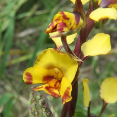 Diuris semilunulata (Late Leopard Orchid) at Booth, ACT - 12 Nov 2022 by Christine