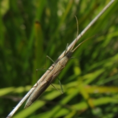 Mutusca brevicornis (A broad-headed bug) at Booth, ACT - 12 Nov 2022 by Christine