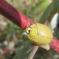 Paropsis porosa (A eucalyptus leaf beetle) at Booth, ACT - 12 Nov 2022 by Christine