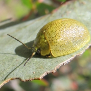 Paropsis porosa at Booth, ACT - 12 Nov 2022