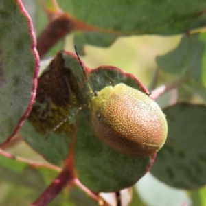 Paropsis porosa at Booth, ACT - 12 Nov 2022