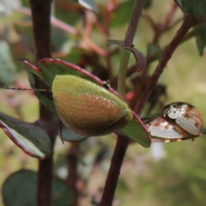 Paropsis porosa at Booth, ACT - 12 Nov 2022