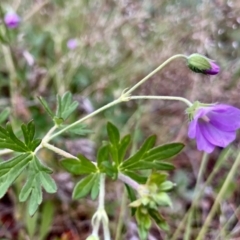 Geranium potentilloides var. potentilloides (Downy Geranium) at Kowen, ACT - 15 Nov 2022 by Komidar