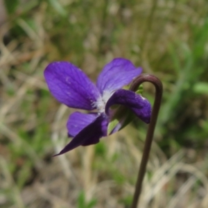 Viola betonicifolia at Booth, ACT - 12 Nov 2022 12:09 PM