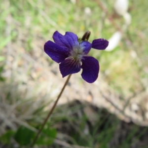 Viola betonicifolia at Booth, ACT - 12 Nov 2022