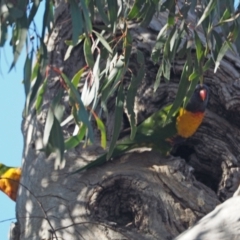 Trichoglossus moluccanus (Rainbow Lorikeet) at Whitlam, ACT - 16 Nov 2022 by wombey