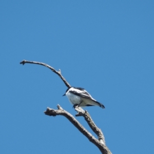 Lalage tricolor at Molonglo Valley, ACT - 17 Nov 2022