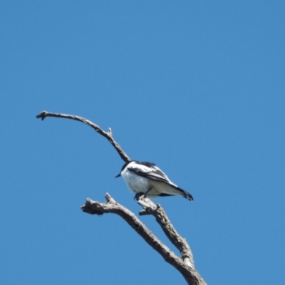 Lalage tricolor (White-winged Triller) at Molonglo River Reserve - 16 Nov 2022 by wombey