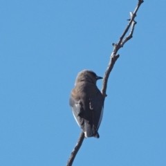 Artamus cyanopterus cyanopterus (Dusky Woodswallow) at Molonglo Valley, ACT - 16 Nov 2022 by wombey