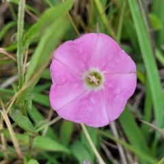 Convolvulus angustissimus subsp. angustissimus (Australian Bindweed) at Lyneham, ACT - 17 Nov 2022 by trevorpreston