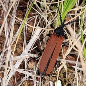 Porrostoma sp. (genus) at Lyneham, ACT - 17 Nov 2022