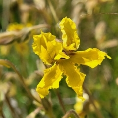 Goodenia paradoxa (Spur Goodenia) at Lyneham, ACT - 17 Nov 2022 by trevorpreston