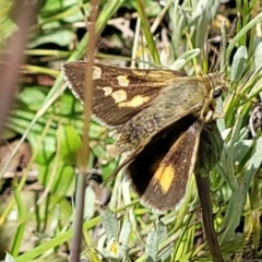 Trapezites luteus (Yellow Ochre, Rare White-spot Skipper) at Lyneham, ACT - 17 Nov 2022 by trevorpreston