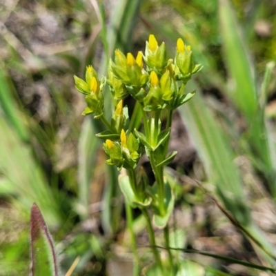 Sebaea ovata (Yellow Centaury) at Lyneham, ACT - 17 Nov 2022 by trevorpreston