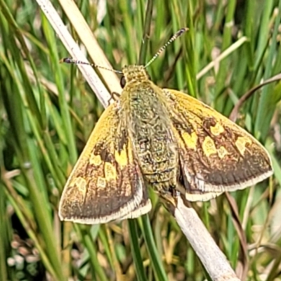 Trapezites luteus (Yellow Ochre, Rare White-spot Skipper) at Lyneham, ACT - 17 Nov 2022 by trevorpreston