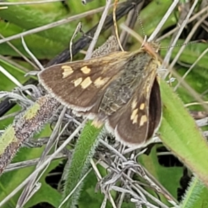 Trapezites luteus at Lyneham, ACT - 17 Nov 2022