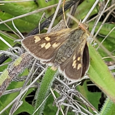 Trapezites luteus (Yellow Ochre, Rare White-spot Skipper) at Lyneham, ACT - 17 Nov 2022 by trevorpreston