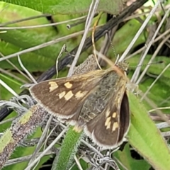 Trapezites luteus at Lyneham, ACT - 17 Nov 2022