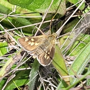 Trapezites luteus at Lyneham, ACT - 17 Nov 2022