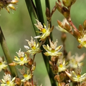 Juncus usitatus at Lyneham, ACT - 17 Nov 2022