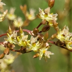 Juncus usitatus at Lyneham, ACT - 17 Nov 2022