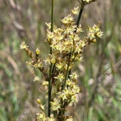 Juncus usitatus at Lyneham, ACT - 17 Nov 2022