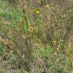 Juncus usitatus at Lyneham, ACT - 17 Nov 2022