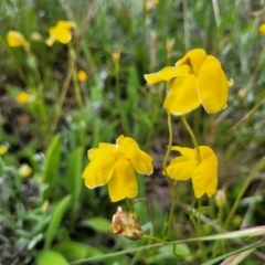 Goodenia pinnatifida (Scrambled Eggs) at Lyneham, ACT - 17 Nov 2022 by trevorpreston