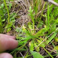 Goodenia pinnatifida at Lyneham, ACT - 17 Nov 2022