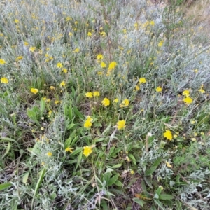 Goodenia pinnatifida at Lyneham, ACT - 17 Nov 2022