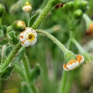 Hackelia suaveolens at Lyneham, ACT - 17 Nov 2022