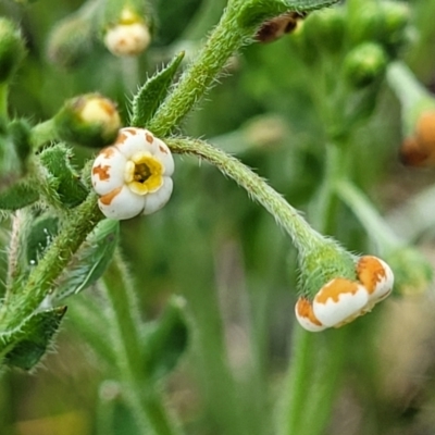 Hackelia suaveolens (Sweet Hounds Tongue) at Lyneham, ACT - 17 Nov 2022 by trevorpreston