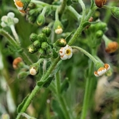 Hackelia suaveolens at Lyneham, ACT - 17 Nov 2022