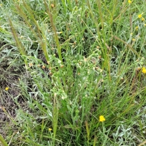 Hackelia suaveolens at Lyneham, ACT - 17 Nov 2022