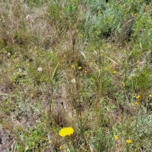 Themeda triandra at Lyneham, ACT - 17 Nov 2022