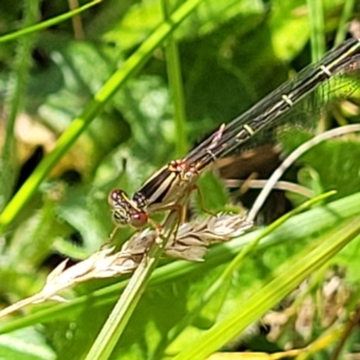 Xanthagrion erythroneurum (Red & Blue Damsel) at Lyneham, ACT - 17 Nov 2022 by trevorpreston