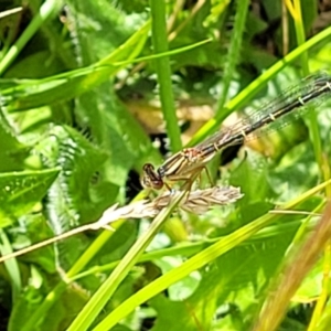 Xanthagrion erythroneurum at Lyneham, ACT - 17 Nov 2022