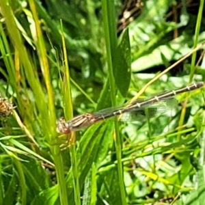 Xanthagrion erythroneurum at Lyneham, ACT - 17 Nov 2022