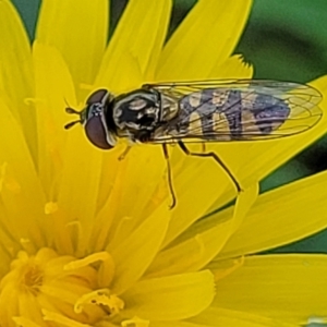 Simosyrphus grandicornis at Lyneham, ACT - 17 Nov 2022