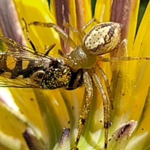 Lehtinelagia prasina at Lyneham, ACT - 17 Nov 2022