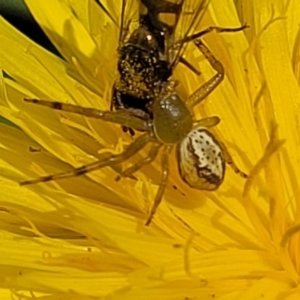 Lehtinelagia prasina at Lyneham, ACT - 17 Nov 2022 11:27 AM