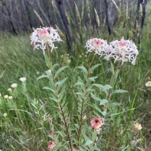 Pimelea treyvaudii at Paddys River, ACT - 15 Nov 2022 03:20 PM