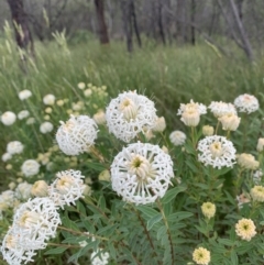 Pimelea treyvaudii at Paddys River, ACT - 15 Nov 2022 03:20 PM