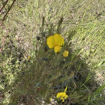 Gompholobium huegelii (Pale Wedge Pea) at Aranda Bushland - 17 Nov 2022 by lbradley