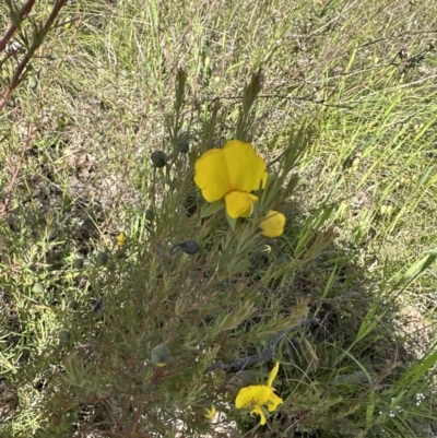 Gompholobium huegelii (pale wedge–pea) at Aranda Bushland - 17 Nov 2022 by lbradley