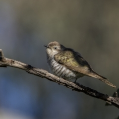 Chrysococcyx basalis (Horsfield's Bronze-Cuckoo) at Mount Ainslie - 16 Nov 2022 by trevsci