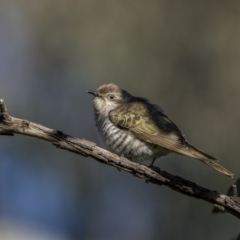 Chrysococcyx basalis (Horsfield's Bronze-Cuckoo) at Pialligo, ACT - 17 Nov 2022 by trevsci