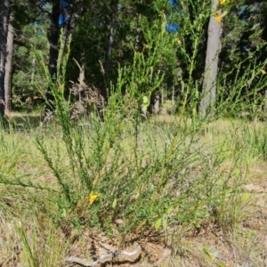 Cytisus scoparius subsp. scoparius at Isaacs, ACT - 17 Nov 2022