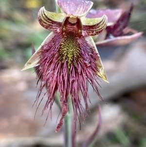 Calochilus paludosus at Bungendore, NSW - 16 Nov 2022