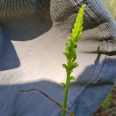 Microtis sp. (Onion Orchid) at Isaacs, ACT - 17 Nov 2022 by Mike